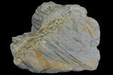 Fossil Lycopod Tree Root (Stigmaria) - Kentucky #136669-1